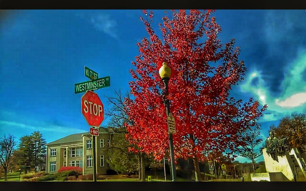 LOW ANGLE VIEW OF ROAD SIGN BY TREES AGAINST SKY