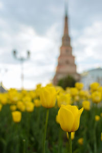 Close-up of yellow flowering plant