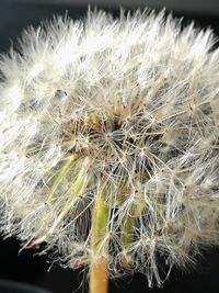 Close-up of dandelion