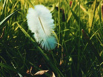 Close-up of caterpillar on grass