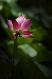 Close-up of pink lotus blooming outdoors