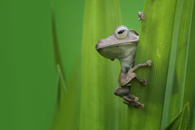 Close-up of lizard on green leaf