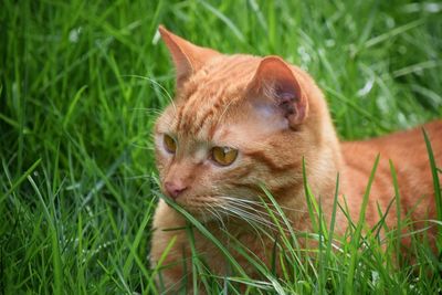 Close-up portrait of cat on grass