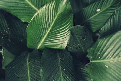 Full frame shot of fresh green leaves