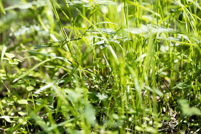 Close-up of plants growing on field