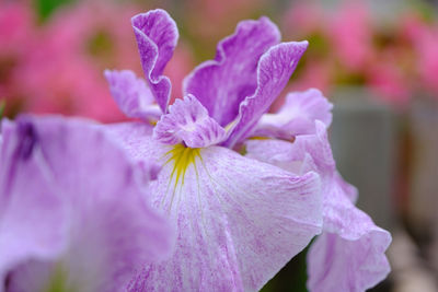 Close-up of pink flowering plant