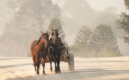 View of horse cart