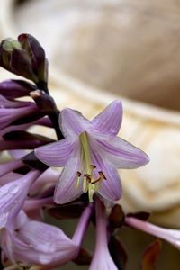 Close-up of purple flower