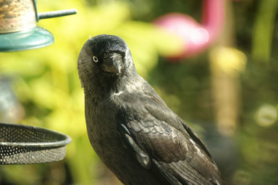 Close-up of bird perching