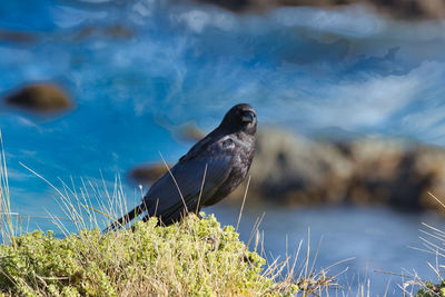 Close-up of bird perching on the sea