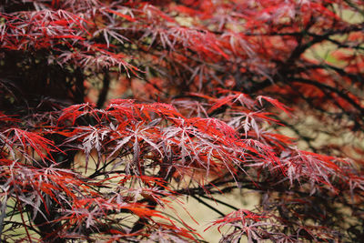 Close-up of autumn leaves