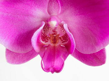 Close-up of pink orchid against white background