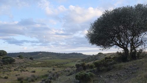 Scenic view of trees on field against sky