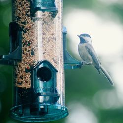 Close-up of bird perching on metal feeder