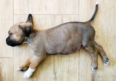 High angle view of dog sleeping on hardwood floor