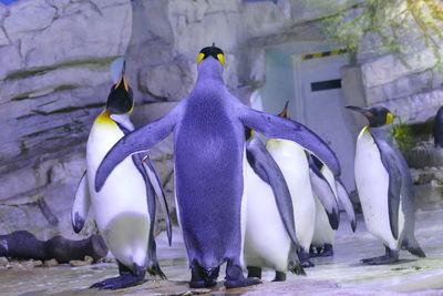 Scenic view of penguin in aquarium