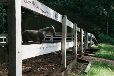 Horse standing in ranch