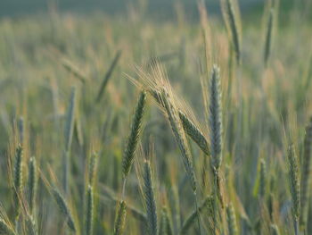 Close-up of wheat growing on field