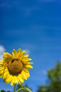 Close-up of sunflower against blue sky