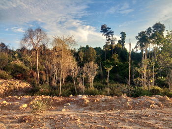 Trees on field against sky