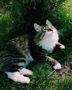 Cat relaxing on grassy field