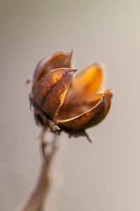 Close-up of wilted flower