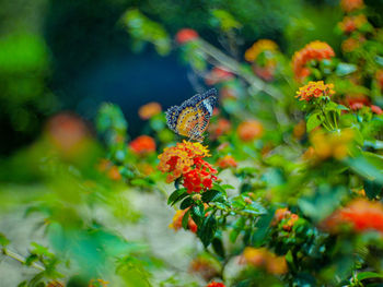 Close-up of butterfly pollinating on flower