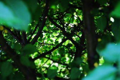 Close-up of tree branch in forest