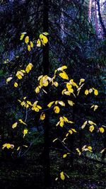 Yellow flowers on tree trunk