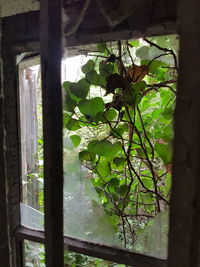 Close-up of plants