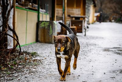 Portrait of dog standing in backyard