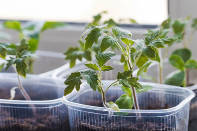 Tomatoes grown from seeds in plastic containers on window sill at home