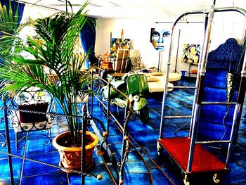 Plants in room