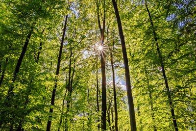 Low angle view of sunlight streaming through trees in forest