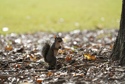 Squirrel on field