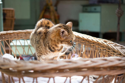 Cat in a basket