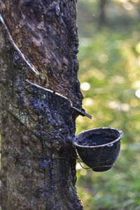 Close-up of leaf on tree trunk