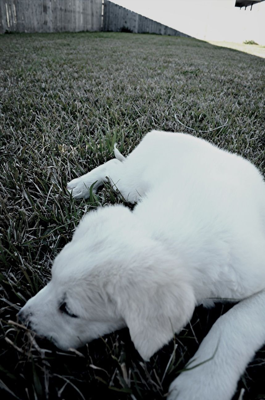 Great pyrenees