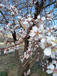 Close-up of cherry blossoms in spring