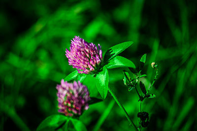 Close-up of pink flowering plant