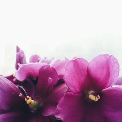 Close-up of pink flowers