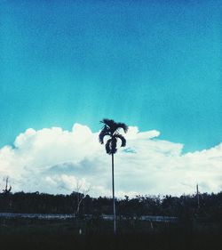 Flower trees against blue sky