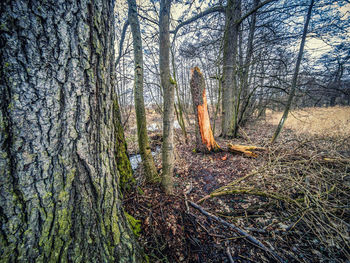 Plants growing on land in forest