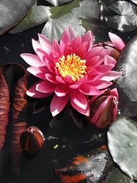 Close-up of lotus water lily in lake