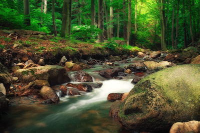 Stream flowing through rocks in forest