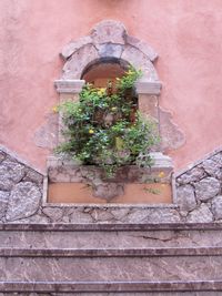 Plants growing in garden