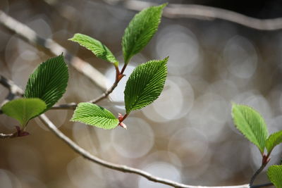 Close-up of leaves