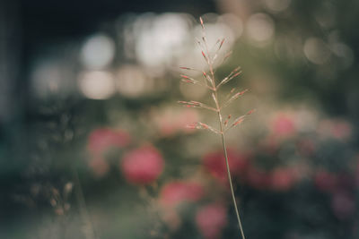 Close-up of flowering plant