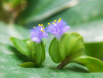 Close-up of purple flowering plant