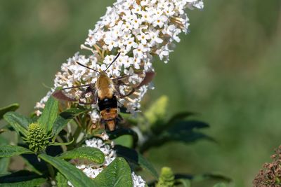 Close-up of bee on flower